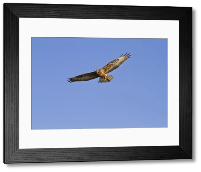 Framed Print : Galapagos hawk (Buteo galapagoensis), Espanola Island, Galapagos Islands, Ecuador, South America Framed Print : Galapagos hawk (Buteo galapagoensis), Espanola Island, Galapagos Islands, Ecuador, South America