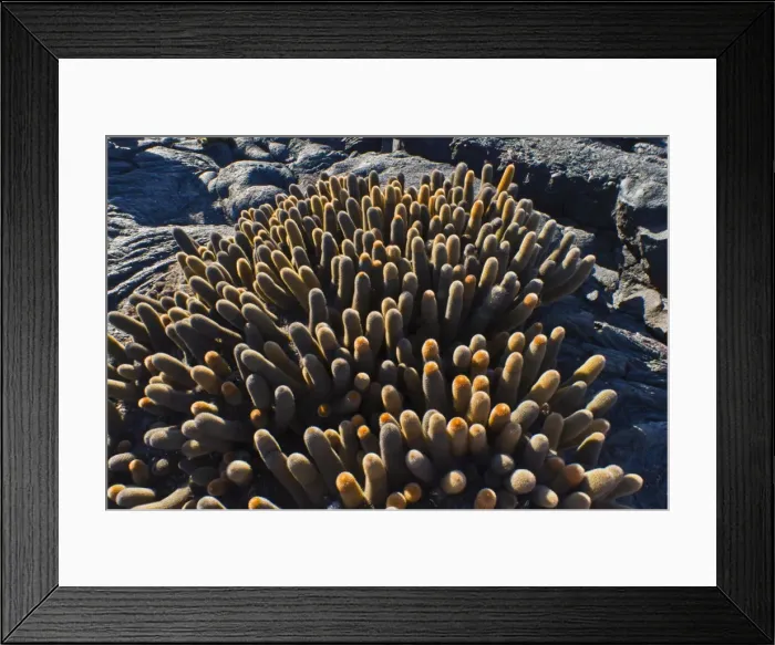 Framed Print : Endemic lava cactus (Brachycereus spp), Fernandina Island, Galapagos Islands, UNESCO World Heritage Site, Ecuador, South America Framed Print : Endemic lava cactus (Brachycereus spp), Fernandina Island, Galapagos Islands, UNESCO World Heritage Site, Ecuador, South America