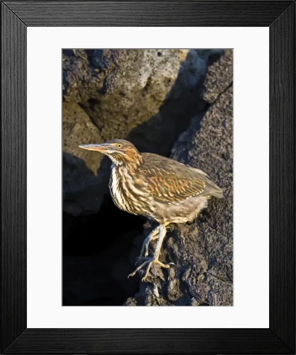 Framed Print : Lava heron (striated heron) (Butorides striata), Puerto Egas, Santiago Island, Galapagos, Ecuador, South America Framed Print : Lava heron (striated heron) (Butorides striata), Puerto Egas, Santiago Island, Galapagos, Ecuador, South America