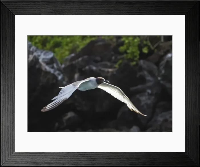 Framed Print : Adult swallow-tailed gull (Creagrus furcatus), Genovesa Island, Galapagos Islands, Ecuador, South America Framed Print : Adult swallow-tailed gull (Creagrus furcatus), Genovesa Island, Galapagos Islands, Ecuador, South America