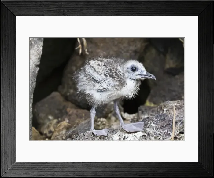 Framed Print : Swallow-tailed gull (Creagrus furcatus) chick, Genovesa Island, Galapagos Islands, Ecuador, South America Framed Print : Swallow-tailed gull (Creagrus furcatus) chick, Genovesa Island, Galapagos Islands, Ecuador, South America