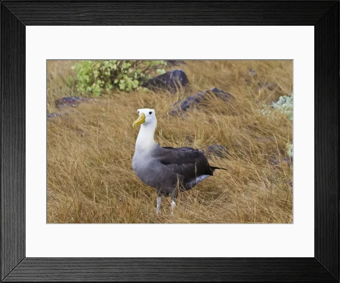 Framed Print : Adult waved albatross (Diomedea irrorata), Espanola Island, Galapagos Islands, UNESCO World Heritage Site, Ecuador, South America Framed Print : Adult waved albatross (Diomedea irrorata), Espanola Island, Galapagos Islands, UNESCO World Heritage Site, Ecuador, South America