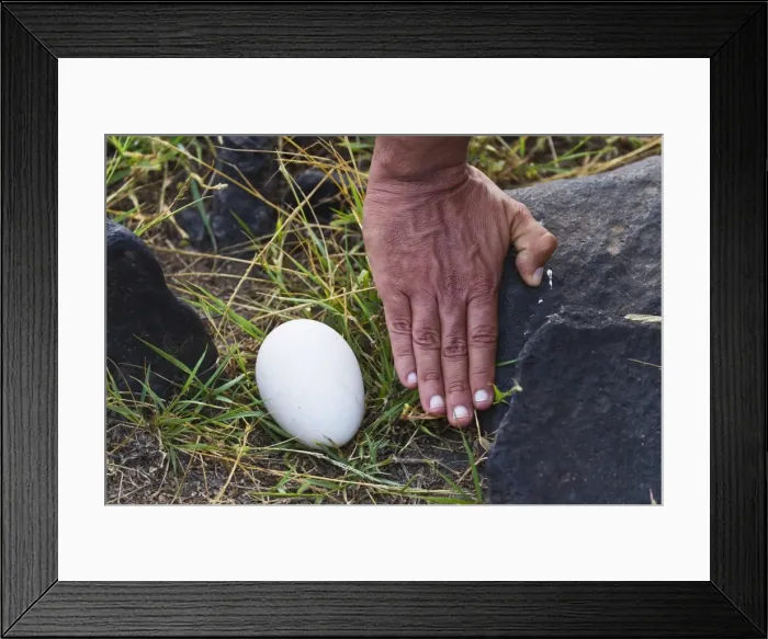 Framed Print : Waved albatross (Diomedea irrorata) egg, Espanola Island, Galapagos Islands, Ecuador, South America Framed Print : Waved albatross (Diomedea irrorata) egg, Espanola Island, Galapagos Islands, Ecuador, South America