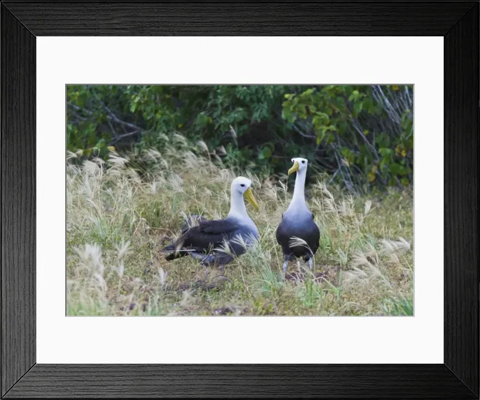 Framed Print : Waved albatross (Diomedea irrorata) courtship display, Espanola Island, Galapagos Islands, UNESCO World Heritage Site, Ecuador, South America Framed Print : Waved albatross (Diomedea irrorata) courtship display, Espanola Island, Galapagos Islands, UNESCO World Heritage Site, Ecuador, South America