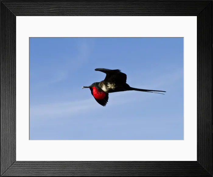Framed Print : Adult male magnificent frigatebird (Fregata magnificens), Las Bachas, Santa Cruz Island, Galapagos Islands, Ecuador, South America Framed Print : Adult male magnificent frigatebird (Fregata magnificens), Las Bachas, Santa Cruz Island, Galapagos Islands, Ecuador, South America