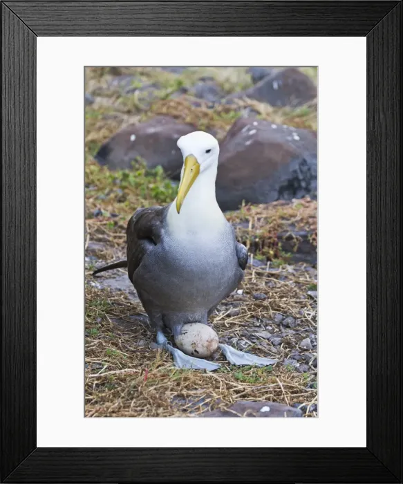 Framed Print : Adult waved albatross (Diomedea irrorata) with single egg, Espanola Island, Galapagos Islands, Ecuador, South America Framed Print : Adult waved albatross (Diomedea irrorata) with single egg, Espanola Island, Galapagos Islands, Ecuador, South America