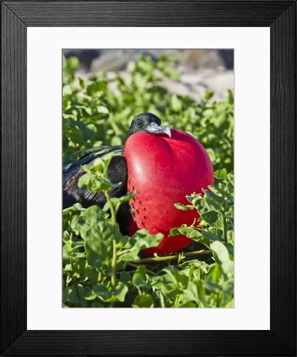 Framed Print : Adult male magnificent frigatebird (Fregata magnificens), Las Bachas, Santa Cruz Island, Galapagos Islands, Ecuador, South America