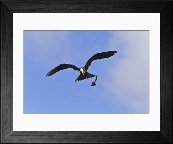 Framed Print : Juvenile magnificent frigatebird (Fregata magnificens) attacking an Elliots storm petrel (Oceanites gracilis galapagoensis), Punta Pitt, San Cristobal Island, Galapagos Islands, Ecuador, South America Framed Print : Juvenile magnificent frigatebird (Fregata magnificens) attacking an Elliots storm petrel (Oceanites gracilis galapagoensis), Punta Pitt, San Cristobal Island, Galapagos Islands, Ecuador, South America