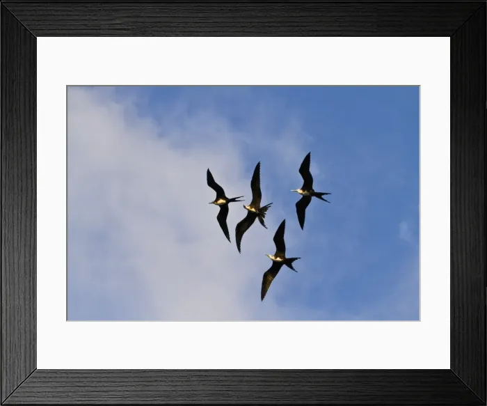 Framed Print : Magnificent frigatebirds (Fregata magnificens), Punta Pitt, San Cristobal Island, Galapagos Islands, Ecuador, South America Framed Print : Magnificent frigatebirds (Fregata magnificens), Punta Pitt, San Cristobal Island, Galapagos Islands, Ecuador, South America