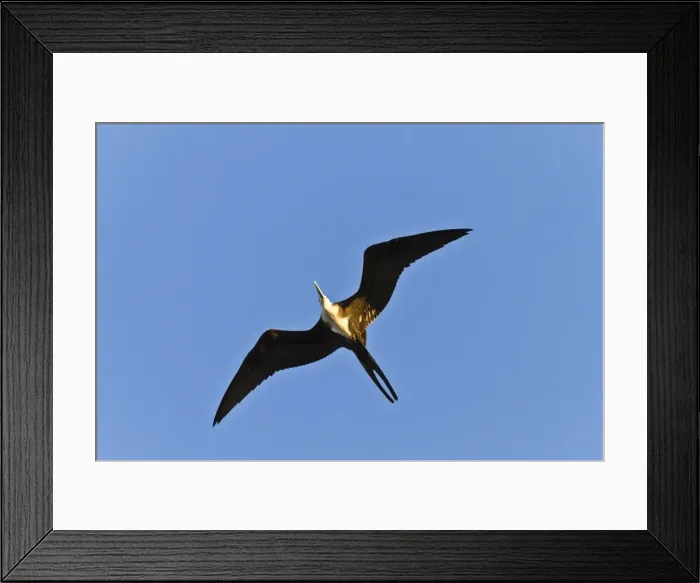 Framed Print : Magnificent frigatebird (Fregata magnificens), Punta Pitt, San Cristobal Island, Galapagos Islands, Ecuador, South America Framed Print : Magnificent frigatebird (Fregata magnificens), Punta Pitt, San Cristobal Island, Galapagos Islands, Ecuador, South America