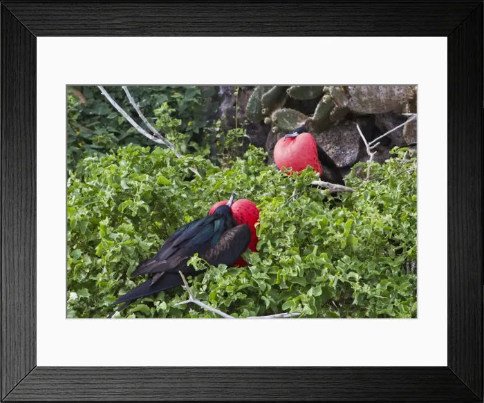 Framed Print : Adult male great frigatebirds (Fregata minor), Genovesa Island, Galapagos Islands, UNESCO World Heritage Site, Ecuador, South America Framed Print : Adult male great frigatebirds (Fregata minor), Genovesa Island, Galapagos Islands, UNESCO World Heritage Site, Ecuador, South America