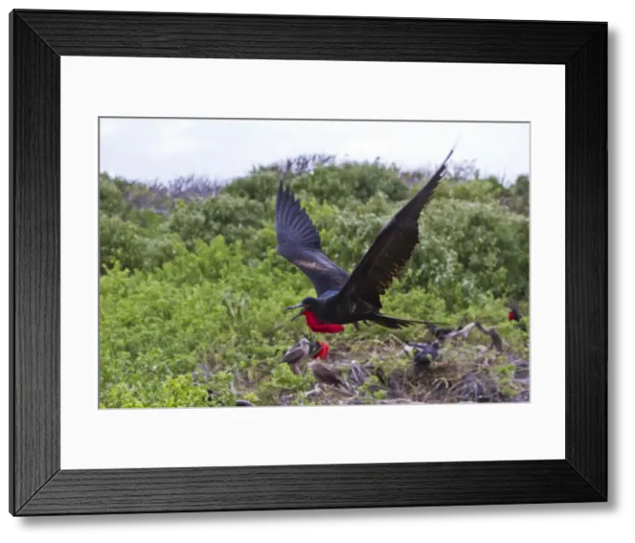 Framed Print : Adult male great frigatebirds (Fregata minor), Genovesa Island, Galapagos Islands, UNESCO World Heritage Site, Ecuador, South America Framed Print : Adult male great frigatebirds (Fregata minor), Genovesa Island, Galapagos Islands, UNESCO World Heritage Site, Ecuador, South America