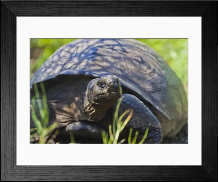 Framed Print : Wild Galapagos tortoise (Geochelone elephantopus), Urbina Bay, Isabela Island, Galapagos Islands, UNESCO World Heritage Site, Ecuador, South America Framed Print : Wild Galapagos tortoise (Geochelone elephantopus), Urbina Bay, Isabela Island, Galapagos Islands, UNESCO World Heritage Site, Ecuador, South America