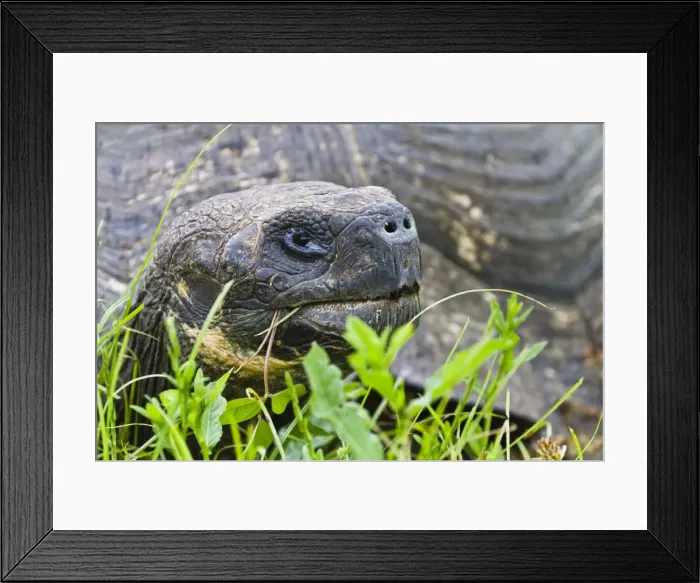 Framed Print : Wild Galapagos tortoise (Geochelone elephantopus), Santa Cruz Island, Galapagos Islands, UNESCO World Heritage Site, Ecuador, South America Framed Print : Wild Galapagos tortoise (Geochelone elephantopus), Santa Cruz Island, Galapagos Islands, UNESCO World Heritage Site, Ecuador, South America