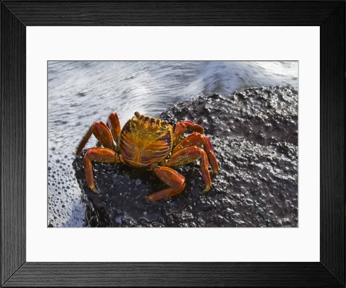 Framed Print : Sally lightfoot crab (Grapsus grapsus), Punta Cormorant, Floreana Island, Galapagos Islands, Ecuador, South America Framed Print : Sally lightfoot crab (Grapsus grapsus), Punta Cormorant, Floreana Island, Galapagos Islands, Ecuador, South America
