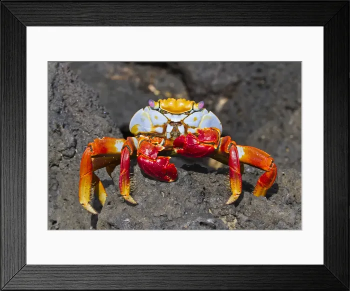 Framed Print : Sally lightfoot crab (Grapsus grapsus), Cerro Dragon, Santa Cruz Island, Galapagos Islands, Ecuador, South America Framed Print : Sally lightfoot crab (Grapsus grapsus), Cerro Dragon, Santa Cruz Island, Galapagos Islands, Ecuador, South America