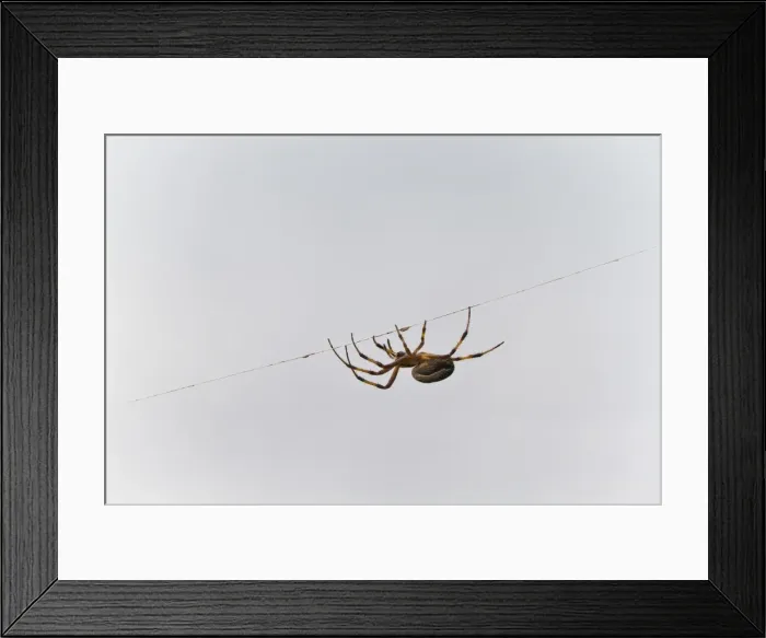 Framed Print : Spider on thread, Cerro Dragon, Santa Cruz Island, Galapagos Islands, Ecuador, South America Framed Print : Spider on thread, Cerro Dragon, Santa Cruz Island, Galapagos Islands, Ecuador, South America