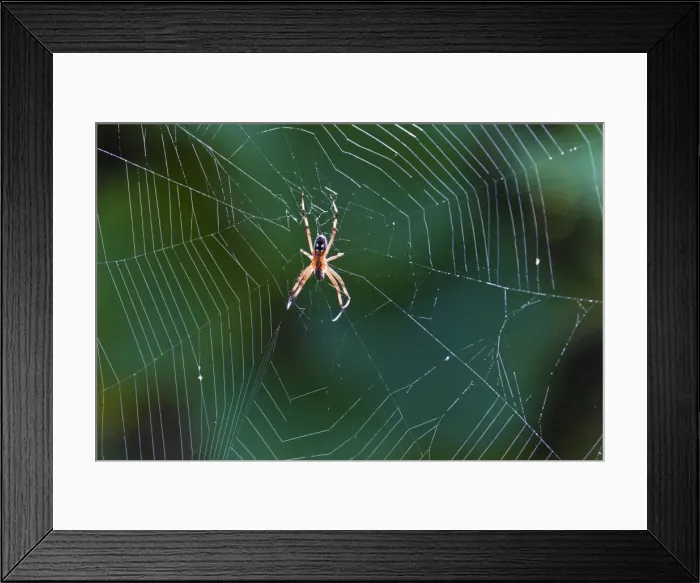 Framed Print : Spider in web, Cerro Dragon, Santa Cruz Island, Galapagos Islands, Ecuador, South America Framed Print : Spider in web, Cerro Dragon, Santa Cruz Island, Galapagos Islands, Ecuador, South America