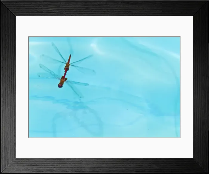 Framed Print : Dragonflies mating, Santa Cruz Island, Galapagos Islands, Ecuador, South America