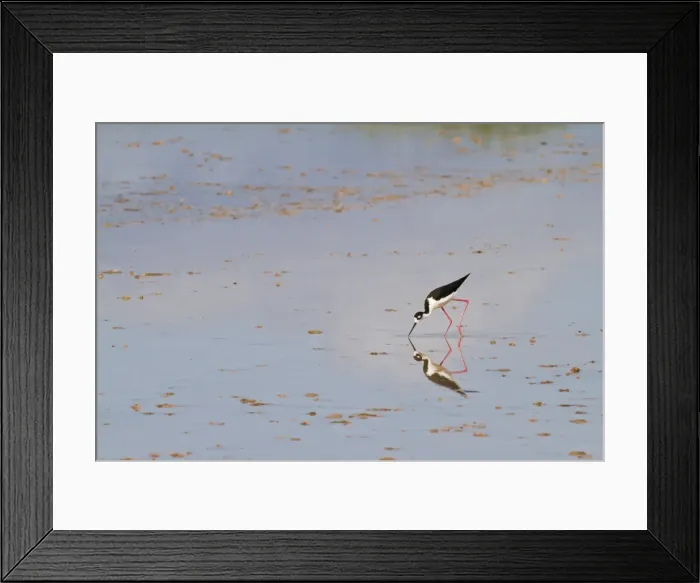 Framed Print : Adult black-necked stilt (Himantopus mexicanus), wading and feeding, Punta Cormorant, Floreana Island, Galapagos, Ecuador, South America Framed Print : Adult black-necked stilt (Himantopus mexicanus), wading and feeding, Punta Cormorant, Floreana Island, Galapagos, Ecuador, South America