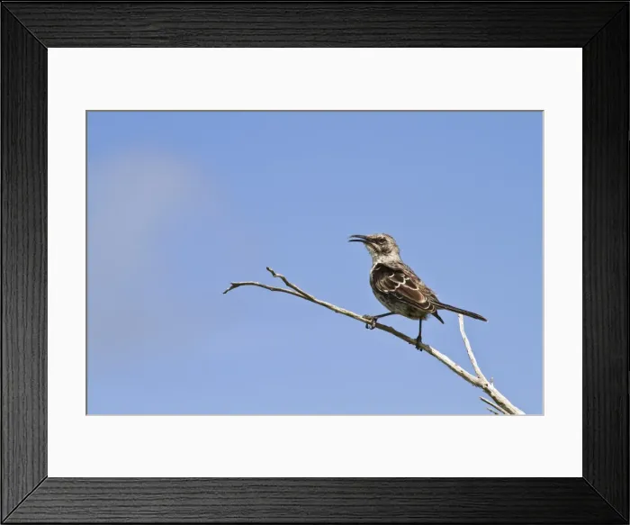 Framed Print : Adult Espanola mockingbird (Hood mockingbird) (Mimus macdonaldi), Espanola Island, Galapagos Islands, Ecuador, South America