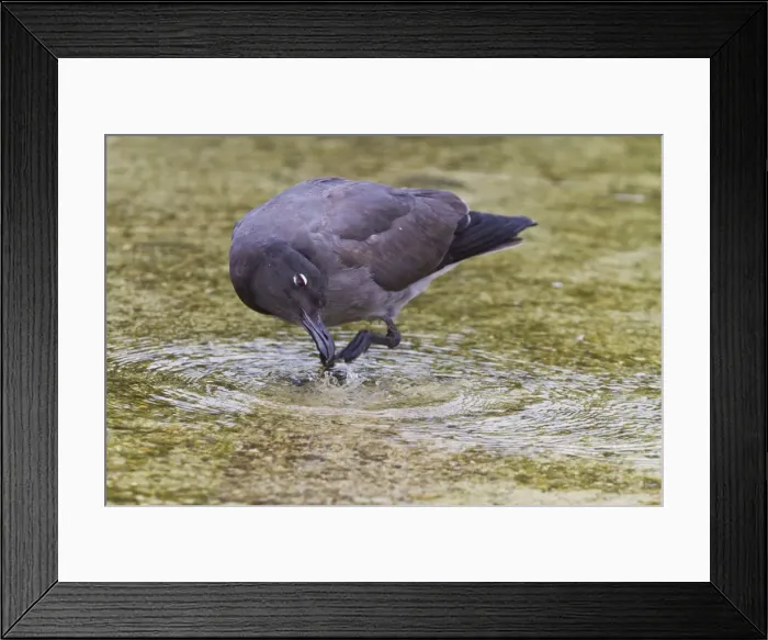 Framed Print : Lava gull (Leucophaeus fuliginosus), Puerto Ayora, Santa Cruz Island, Galapagos Islands, Ecuador, South America Framed Print : Lava gull (Leucophaeus fuliginosus), Puerto Ayora, Santa Cruz Island, Galapagos Islands, Ecuador, South America