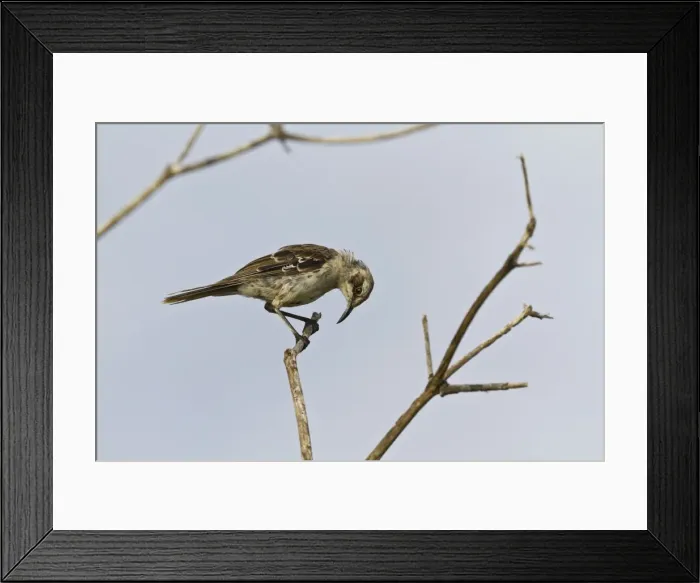 Framed Print : Adult San Cristobal mockingbird (Chatham mockingbird) (Mimus melanotis), Cerro Bruja, San Cristobal Island, Galapagos Islands, Ecuador, South America Framed Print : Adult San Cristobal mockingbird (Chatham mockingbird) (Mimus melanotis), Cerro Bruja, San Cristobal Island, Galapagos Islands, Ecuador, South America