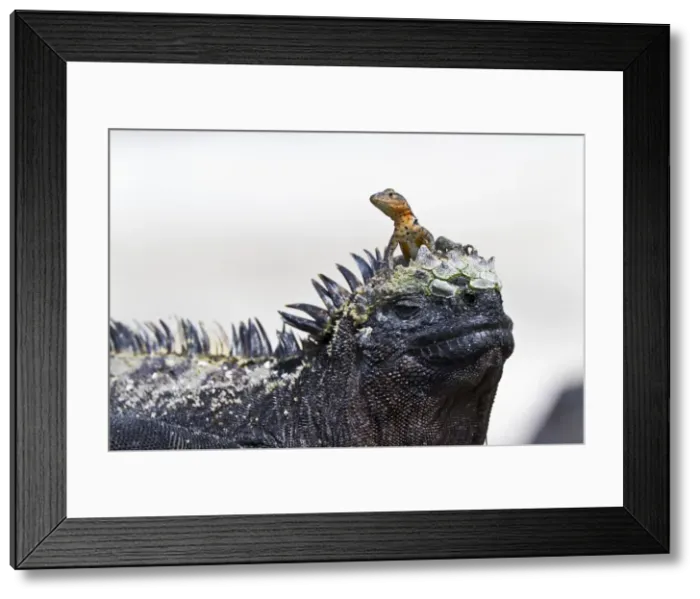 Framed Print : Lava lizard (Microlophus spp) on top of marine iguana (Amblyrhynchus cristatus), Las Bachas, Santa Cruz Island, Galapagos Islands, Ecuador, South America Framed Print : Lava lizard (Microlophus spp) on top of marine iguana (Amblyrhynchus cristatus), Las Bachas, Santa Cruz Island, Galapagos Islands, Ecuador, South America