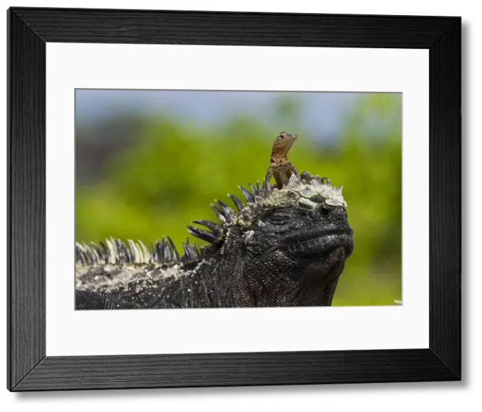 Framed Print : Lava lizard (Microlophus spp) on top of marine iguana (Amblyrhynchus cristatus), Las Bachas, Santa Cruz Island, Galapagos Islands, Ecuador, South America Framed Print : Lava lizard (Microlophus spp) on top of marine iguana (Amblyrhynchus cristatus), Las Bachas, Santa Cruz Island, Galapagos Islands, Ecuador, South America