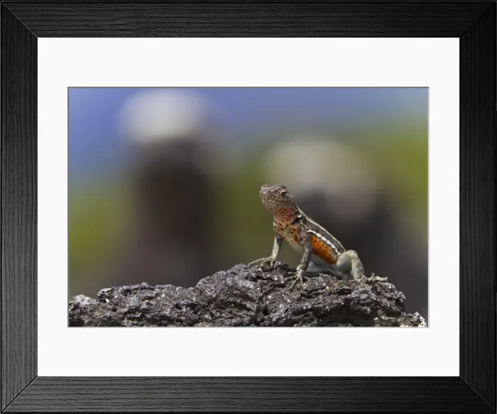 Framed Print : Lava lizard (Microlophus spp), Las Bachas, Santa Cruz Island, Galapagos Islands, Ecuador, South America Framed Print : Lava lizard (Microlophus spp), Las Bachas, Santa Cruz Island, Galapagos Islands, Ecuador, South America