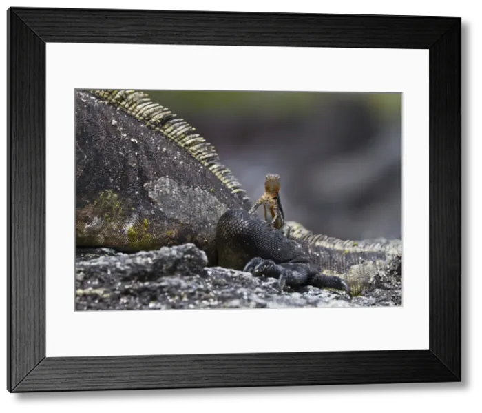 Framed Print : Lava lizard (Microlophus spp) on top of marine iguana (Amblyrhynchus cristatus), Las Bachas, Santa Cruz Island, Galapagos Islands, Ecuador, South America Framed Print : Lava lizard (Microlophus spp) on top of marine iguana (Amblyrhynchus cristatus), Las Bachas, Santa Cruz Island, Galapagos Islands, Ecuador, South America