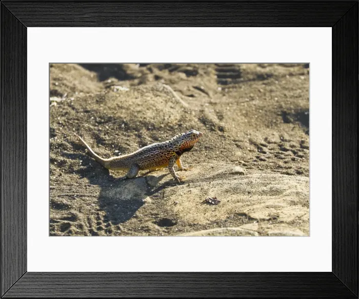Framed Print : Male lava lizard (Microlophus spp), Las Bachas, Santa Cruz Island, Galapagos Islands, Ecuador, South America Framed Print : Male lava lizard (Microlophus spp), Las Bachas, Santa Cruz Island, Galapagos Islands, Ecuador, South America