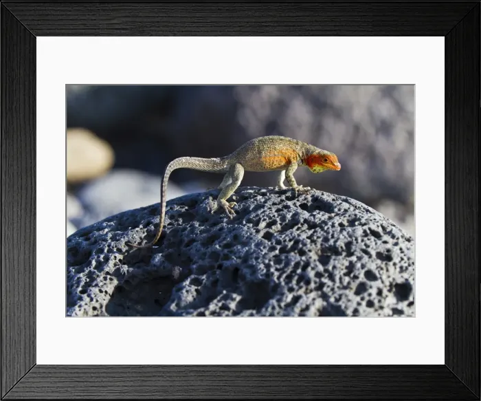 Framed Print : Female lava lizard (Microlophus spp), Las Bachas, Santa Cruz Island, Galapagos Islands, Ecuador, South America