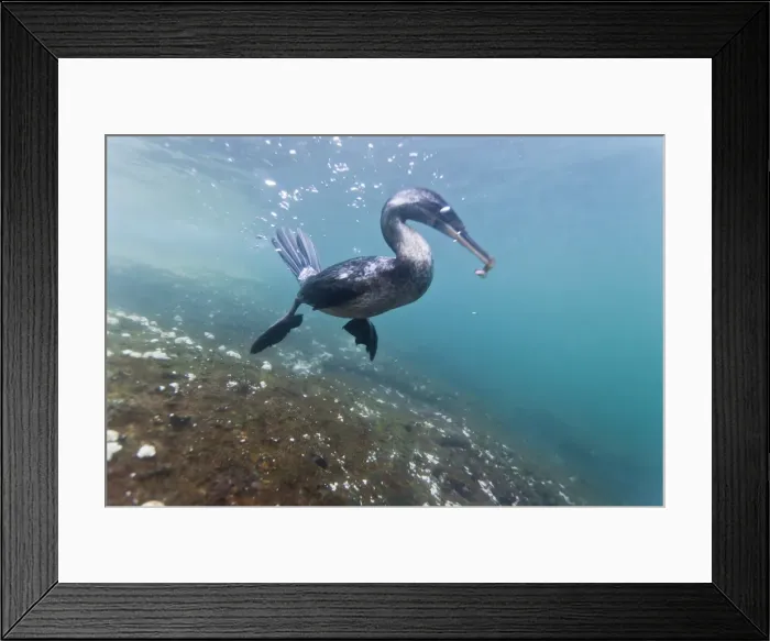 Framed Print : Flightless cormorant (Nannopterum harrisi) hunting underwater, Tagus Cove, Isabela Island, Galapagos Islands, Ecuador, South America Framed Print : Flightless cormorant (Nannopterum harrisi) hunting underwater, Tagus Cove, Isabela Island, Galapagos Islands, Ecuador, South America