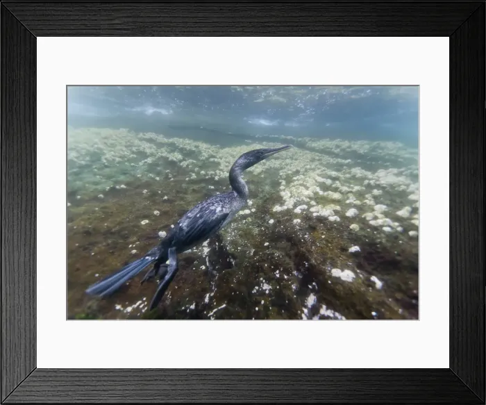 Framed Print : Flightless cormorant (Nannopterum harrisi) hunting underwater, Tagus Cove, Isabela Island, Galapagos Islands, Ecuador, South America Framed Print : Flightless cormorant (Nannopterum harrisi) hunting underwater, Tagus Cove, Isabela Island, Galapagos Islands, Ecuador, South America