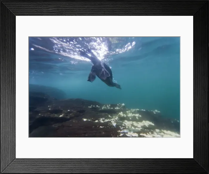 Framed Print : Flightless cormorant (Nannopterum harrisi) hunting underwater, Tagus Cove, Isabela Island, Galapagos Islands, Ecuador, South America Framed Print : Flightless cormorant (Nannopterum harrisi) hunting underwater, Tagus Cove, Isabela Island, Galapagos Islands, Ecuador, South America