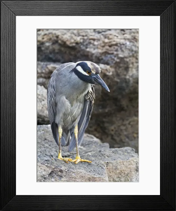 Framed Print : Adult yellow-crowned night heron (Nyctanassa violacea), Genovesa Island, Galapagos Islands, Ecuador, South America Framed Print : Adult yellow-crowned night heron (Nyctanassa violacea), Genovesa Island, Galapagos Islands, Ecuador, South America