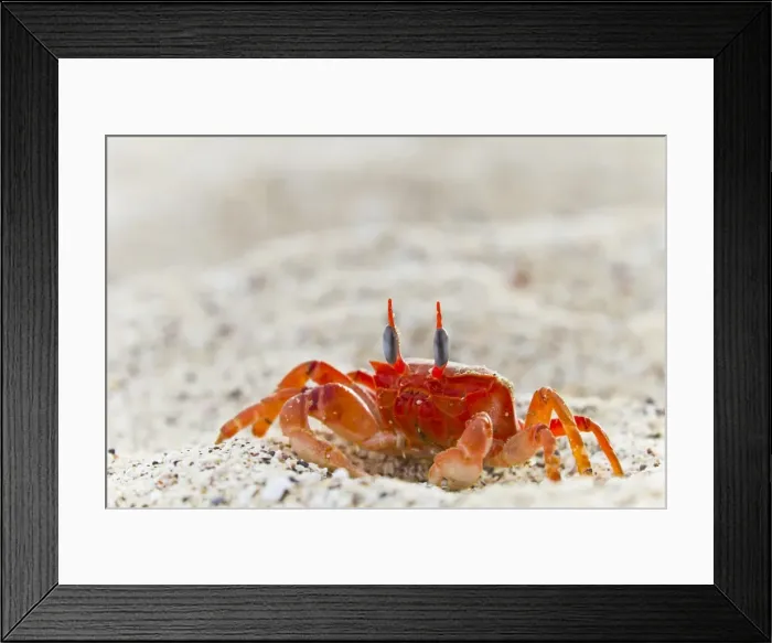 Framed Print : Painted ghost crab (Ocypode gaudichaudii), Cerro Bruja, San Cristobal Island, Galapagos Islands, Ecuador, South America Framed Print : Painted ghost crab (Ocypode gaudichaudii), Cerro Bruja, San Cristobal Island, Galapagos Islands, Ecuador, South America