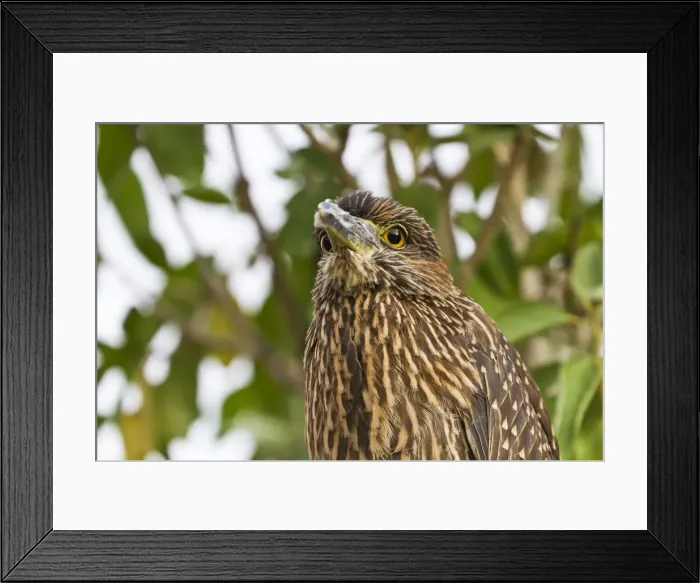 Framed Print : Juvenile yellow-crowned night heron (Nyctanassa violacea), Genovesa Island, Galapagos Islands, Ecuador, South America Framed Print : Juvenile yellow-crowned night heron (Nyctanassa violacea), Genovesa Island, Galapagos Islands, Ecuador, South America