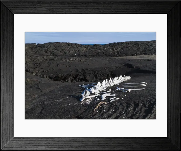 Framed Print : Whale skeleton, Fernandina Island, Galapagos Islands, UNESCO World Heritage Site, Ecuador, South America Framed Print : Whale skeleton, Fernandina Island, Galapagos Islands, UNESCO World Heritage Site, Ecuador, South America