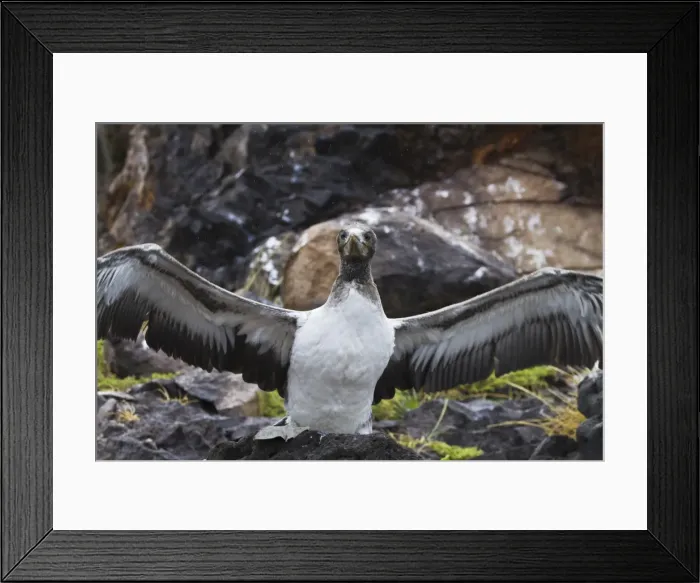 Framed Print : Nazca booby (Sula grantii) chick, Punta Suarez, Santiago Island, Galapagos Islands, Ecuador, South America Framed Print : Nazca booby (Sula grantii) chick, Punta Suarez, Santiago Island, Galapagos Islands, Ecuador, South America