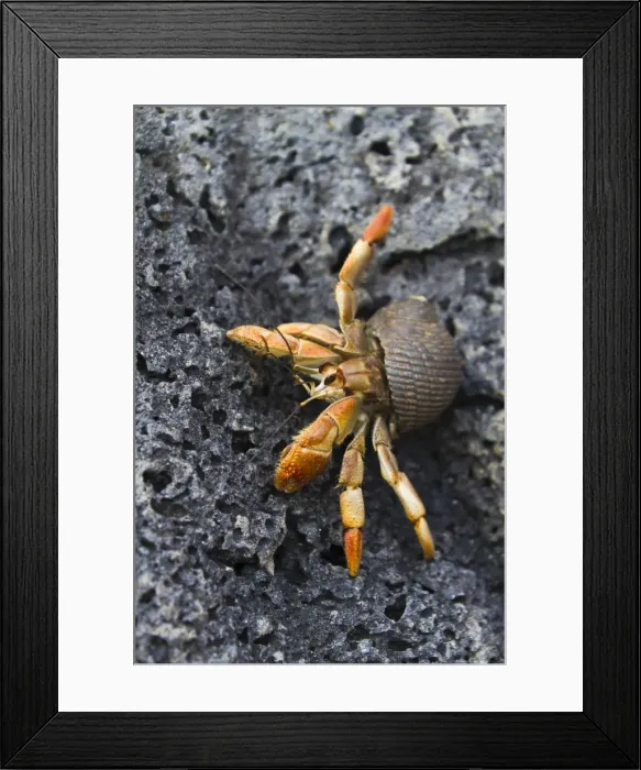 Framed Print : Hermit crab (Cerro Bruja), San Cristobal Island, Galapagos Islands, Ecuador, South America Framed Print : Hermit crab (Cerro Bruja), San Cristobal Island, Galapagos Islands, Ecuador, South America
