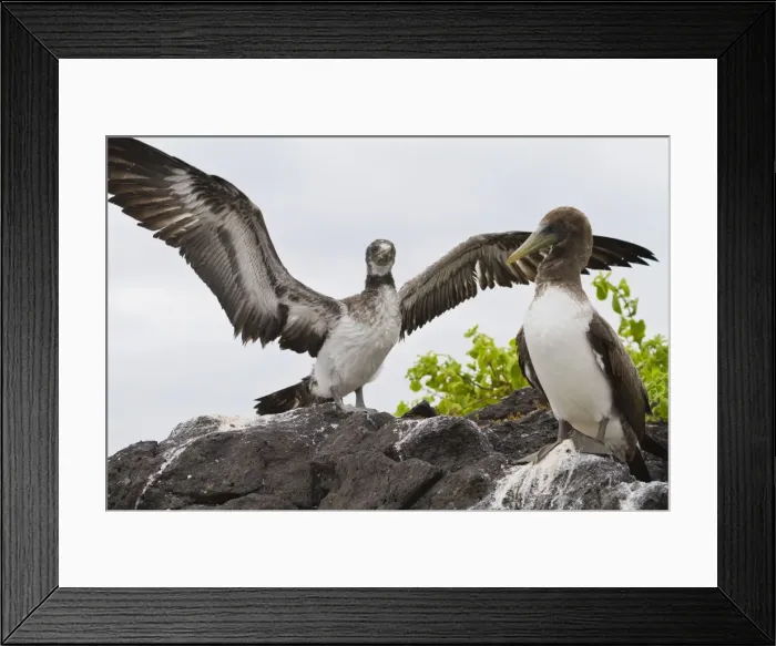 Framed Print : Nazca booby (Sula grantii) chick, Punta Suarez, Santiago Island, Galapagos Islands, Ecuador, South America Framed Print : Nazca booby (Sula grantii) chick, Punta Suarez, Santiago Island, Galapagos Islands, Ecuador, South America