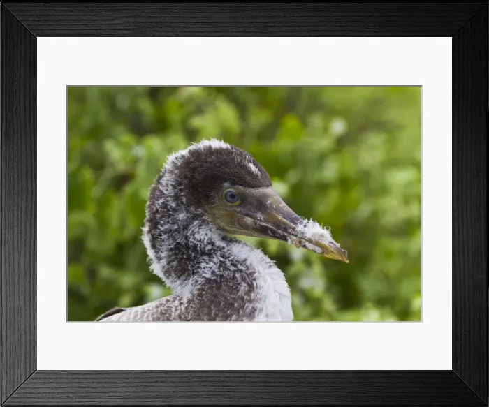 Framed Print : Nazca booby (Sula grantii) chick, Punta Suarez, Santiago Island, Galapagos Islands, Ecuador, South America