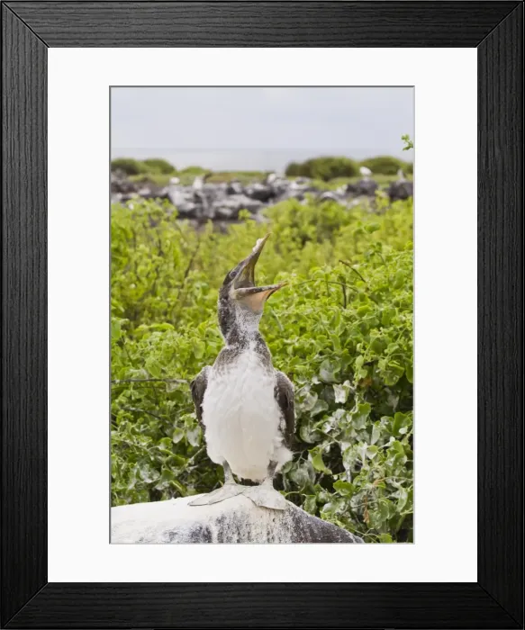 Framed Print : Nazca booby (Sula grantii) chick, Punta Suarez, Santiago Island, Galapagos Islands, Ecuador, South America Framed Print : Nazca booby (Sula grantii) chick, Punta Suarez, Santiago Island, Galapagos Islands, Ecuador, South America