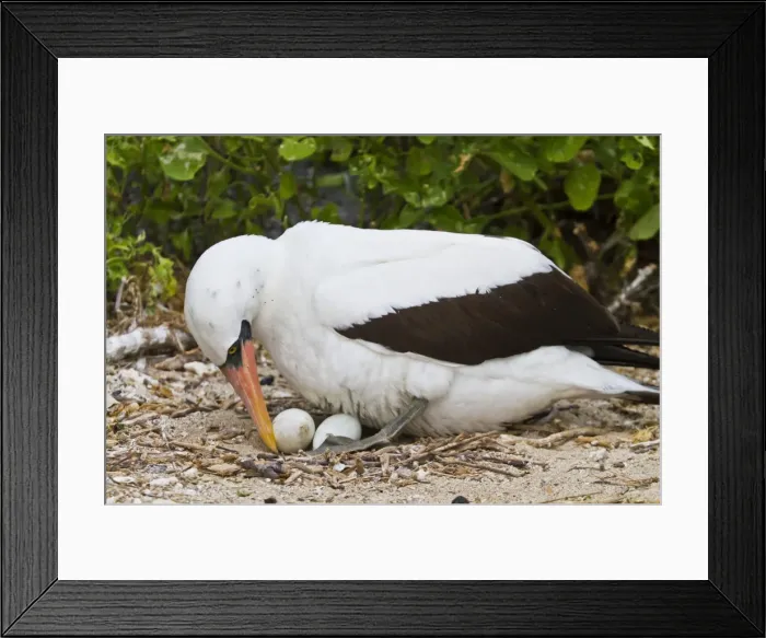 Framed Print : Adult Nazca booby (Sula grantii) on eggs, Punta Suarez, Santiago Island, Galapagos Islands, Ecuador, South America Framed Print : Adult Nazca booby (Sula grantii) on eggs, Punta Suarez, Santiago Island, Galapagos Islands, Ecuador, South America