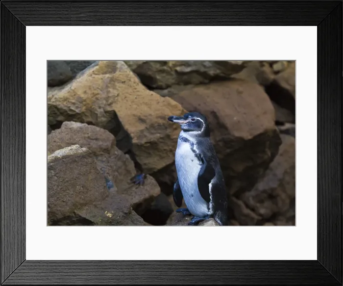 Framed Print : Adult Galapagos penguin (Spheniscus mendiculus), Bartolome Island, Galapagos Islands, Ecuador, South America Framed Print : Adult Galapagos penguin (Spheniscus mendiculus), Bartolome Island, Galapagos Islands, Ecuador, South America