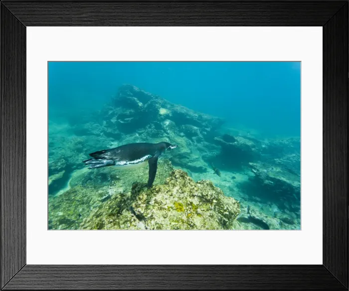 Framed Print : Adult Galapagos penguin (Spheniscus mendiculus) underwater, Bartolome Island, Galapagos Islands, Ecuador, South America Framed Print : Adult Galapagos penguin (Spheniscus mendiculus) underwater, Bartolome Island, Galapagos Islands, Ecuador, South America