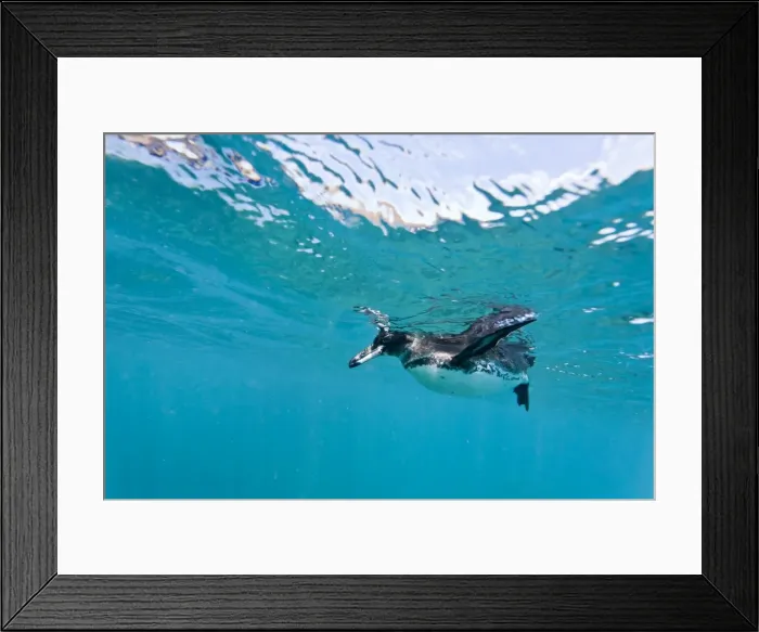 Framed Print : Adult Galapagos penguin (Spheniscus mendiculus) underwater, Bartolome Island, Galapagos Islands, Ecuador, South America Framed Print : Adult Galapagos penguin (Spheniscus mendiculus) underwater, Bartolome Island, Galapagos Islands, Ecuador, South America