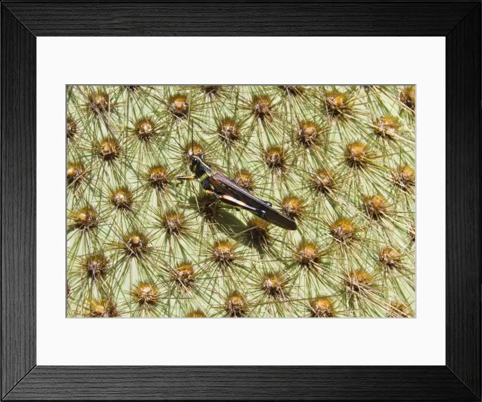 Framed Print : Painted locust (Schistocerca melanocera) on endemic opuntia cactus, Cerro Dragon, Santa Cruz Island, Galapagos Islands, Ecuador, South America Framed Print : Painted locust (Schistocerca melanocera) on endemic opuntia cactus, Cerro Dragon, Santa Cruz Island, Galapagos Islands, Ecuador, South America